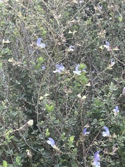Salvia chamelaeagnea