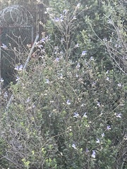 Salvia chamelaeagnea