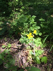Chelidonium majus