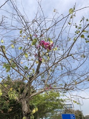 Bauhinia × blakeana