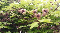 Akebia