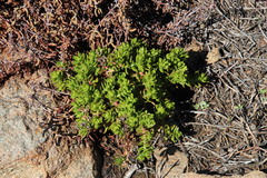 Crassula undulata