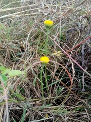 Nidorella podocephala