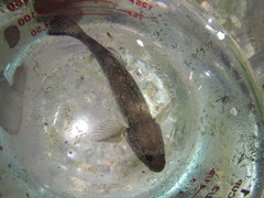 Gobiomorphus gobioides