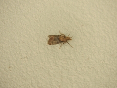 Cacozelia basiochrealis