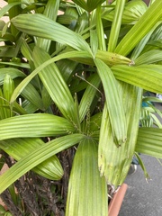 Rhapis excelsa