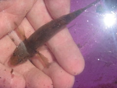 Gobiomorphus gobioides