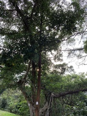 Artocarpus hypargyreus