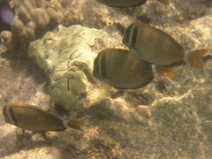 Acanthurus leucopareius