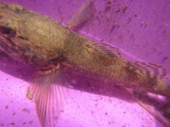 Gobiomorphus gobioides