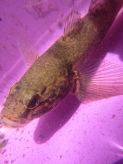 Gobiomorphus gobioides