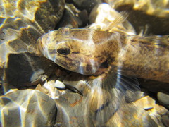 Gobiomorphus gobioides