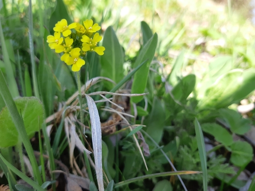 tarica Gmelinova (Alyssum gmelinii)
