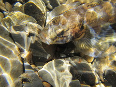 Gobiomorphus gobioides