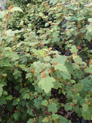 Thomasia quercifolia