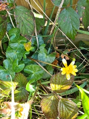 Ficaria verna