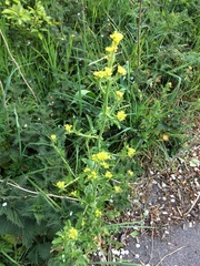 Sisymbrium officinale