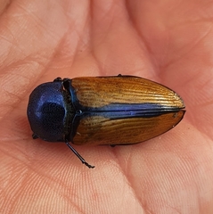 Temognatha suturalis