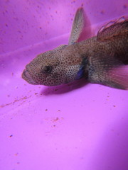Bluegill Bully photo 4