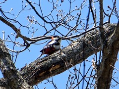 Dendrocopos major