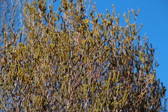 Passerina truncata