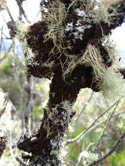 Frullania probosciphora