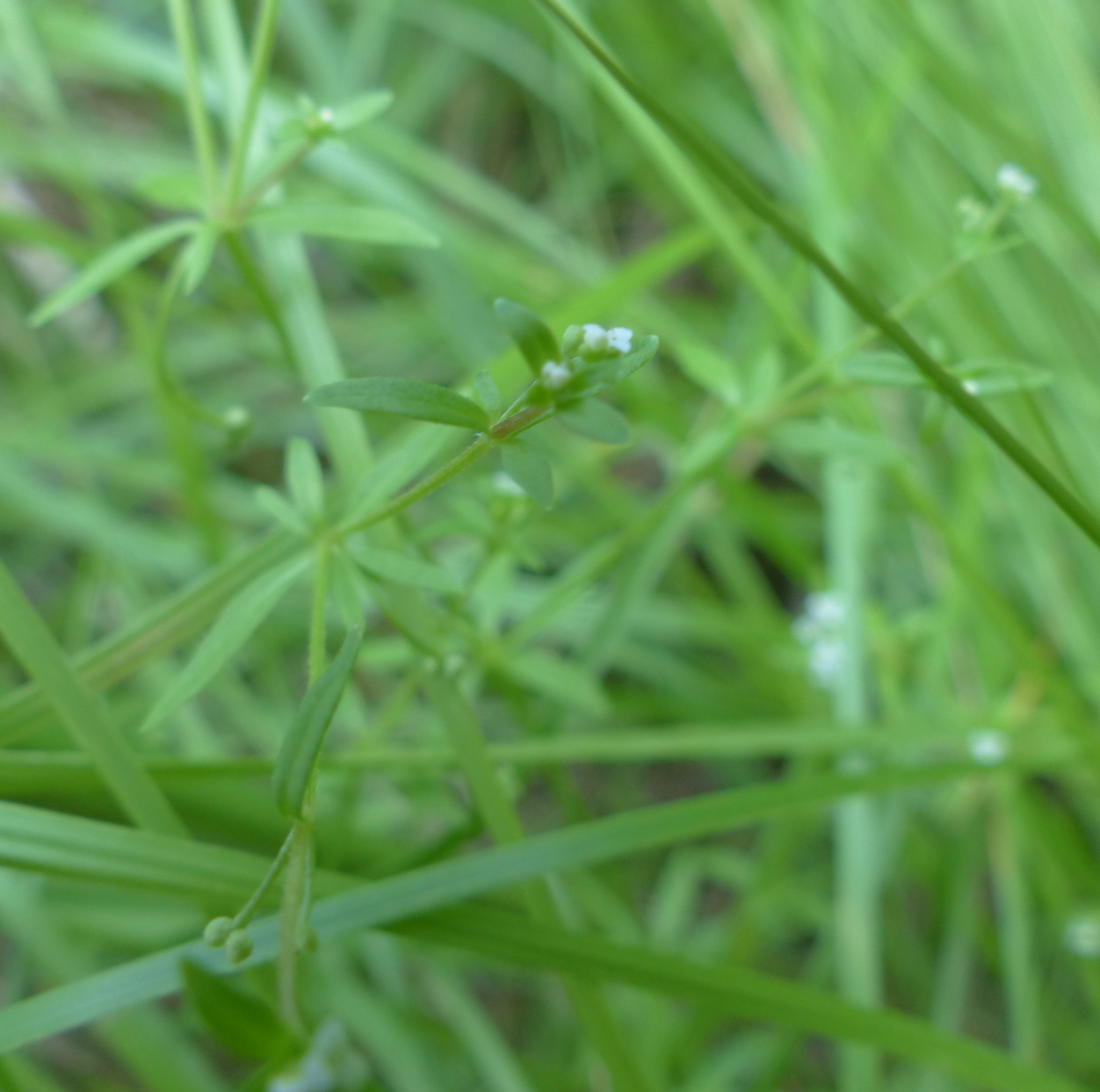 Galium trifidum ssp. trifidum