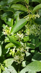 Cestrum laevigatum