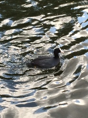 Fulica atra