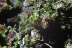 Frullania probosciphora