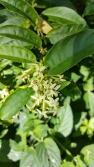 Cestrum laevigatum