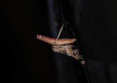 Cyphalonotus