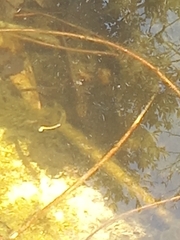 Lissotriton vulgaris