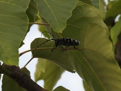 Anoplophora chinensis