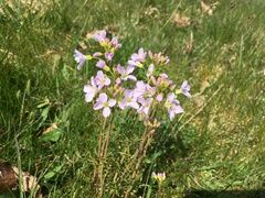 Cardamine pratensis