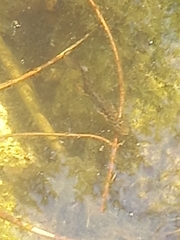 Lissotriton vulgaris