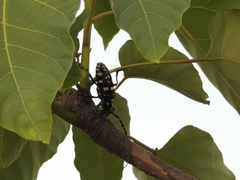 Anoplophora chinensis