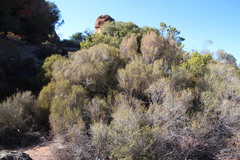 Passerina truncata