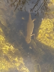 Lissotriton vulgaris