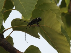 Anoplophora chinensis