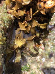 Sargassum aquifolium