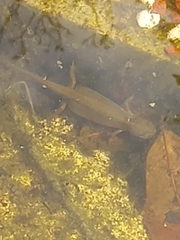 Lissotriton vulgaris