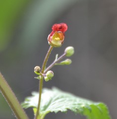 Scrophularia scorodonia