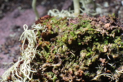 Frullania probosciphora