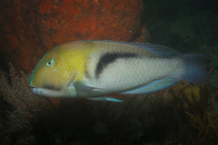 Choerodon cephalotes