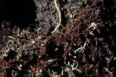 Frullania probosciphora