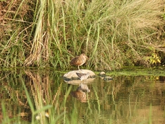 Rostratula benghalensis
