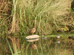 Rostratula benghalensis
