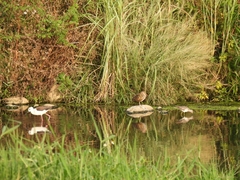 Rostratula benghalensis