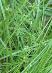 Galium trifidum trifidum